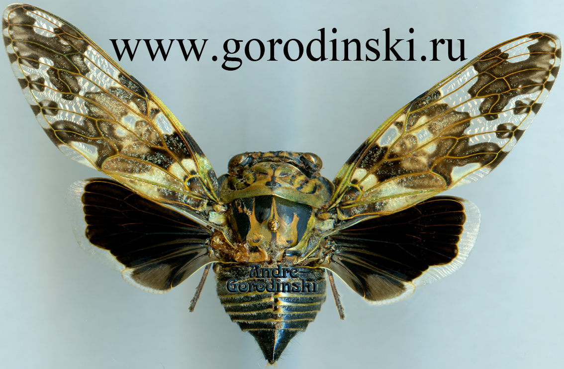 http://www.gorodinski.ru/insects/Pycna coelestia.jpg